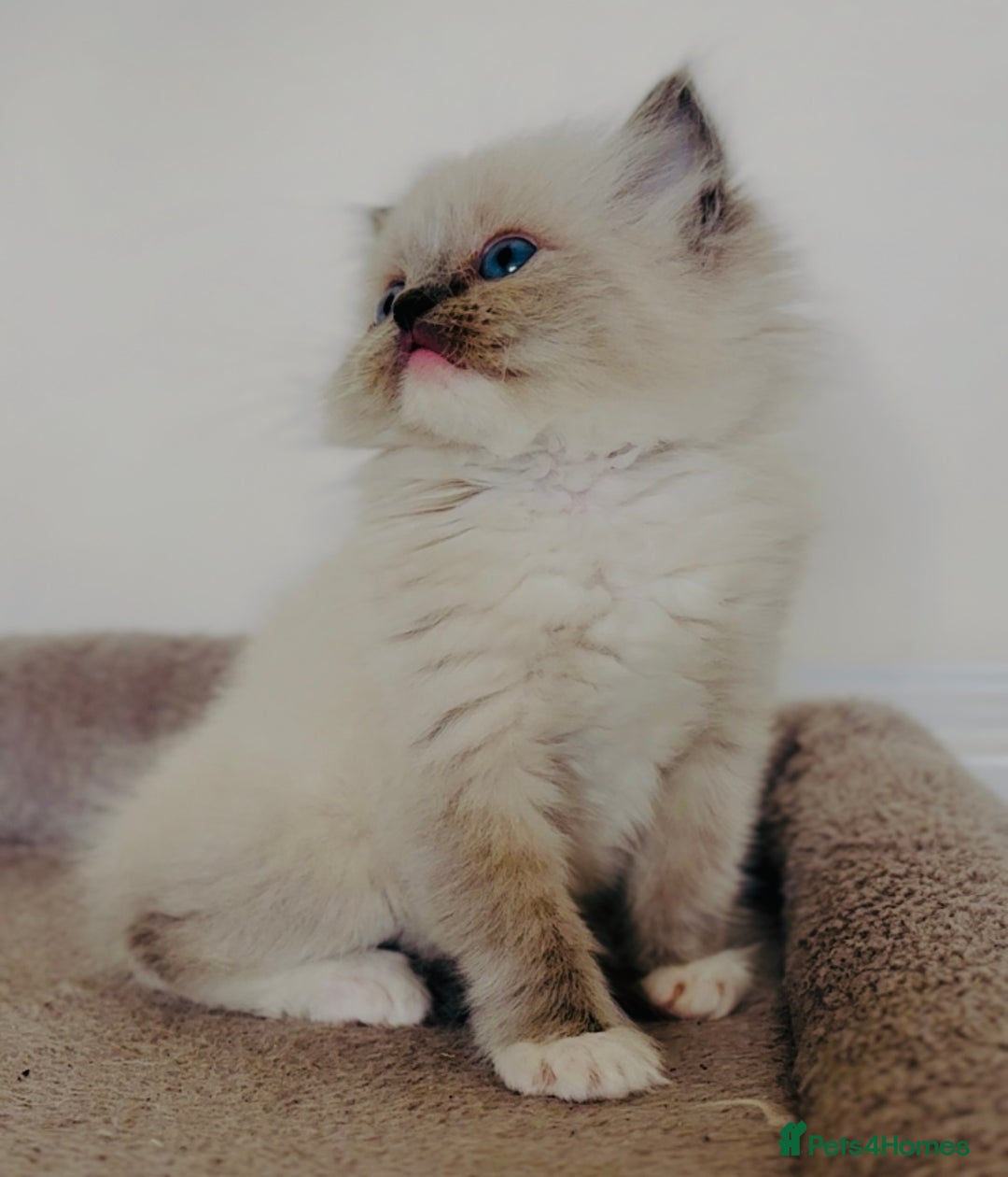 Ragdoll cats for sale: Full Pedigree beautiful Ragdoll kittens - Image 4
