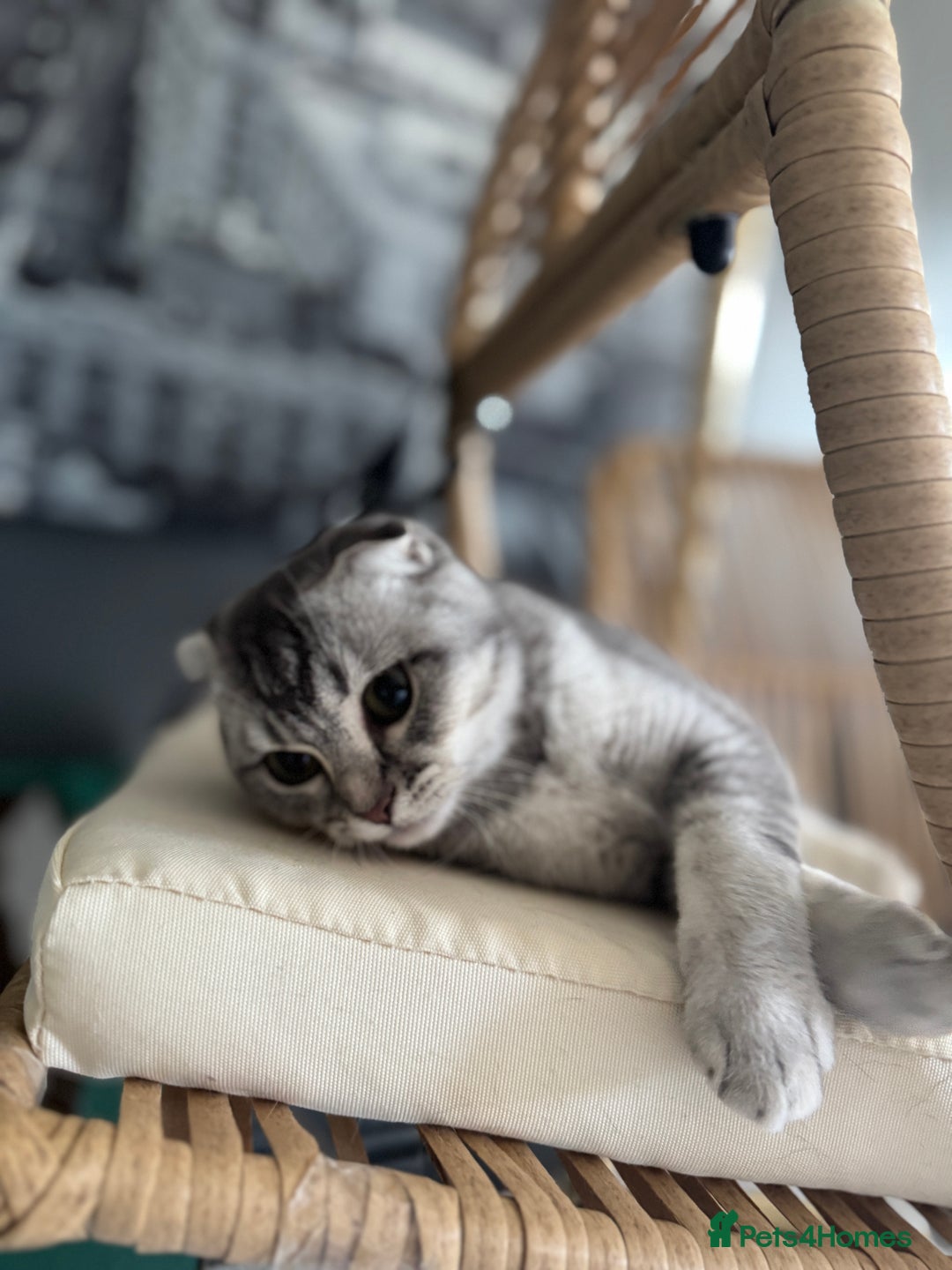 Scottish Fold cats for sale: Scottish Fold Kittens Ready for Permanent Homes ✨ - Image 13