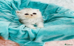 Persian cats for sale: Stunning Long haired chinchilla Persian kittens  - Image 8