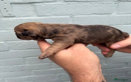 French Bulldog dogs for sale: Litter of mixed colour French bulldog puppies  - Advert 33