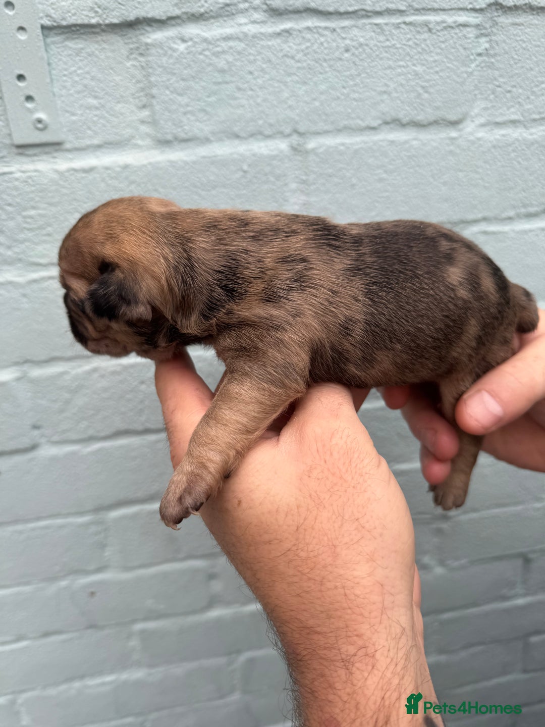 French Bulldog dogs for sale: Litter of mixed colour French bulldog puppies  - Advert 33