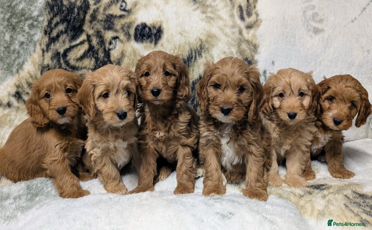 Cockapoo dogs - Advert 1