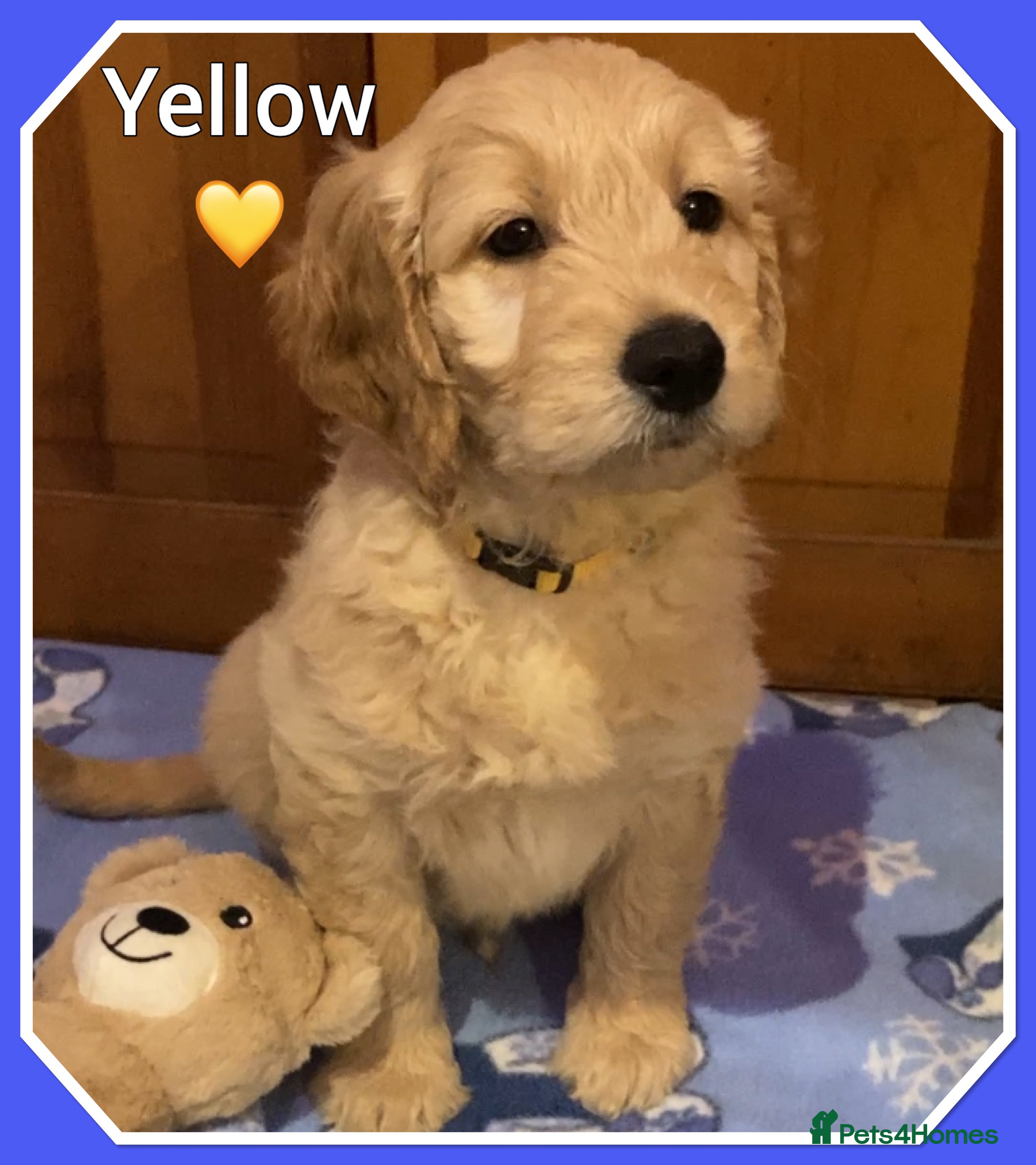 Mini Goldendoodle dogs 🐾STUNNING F1 MINIATURE GOLDEN DOODLES 🐾 - Advert 18