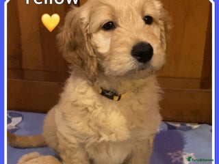 Mini Goldendoodle dogs 🐾STUNNING F1 MINIATURE GOLDEN DOODLES 🐾 - Advert 2