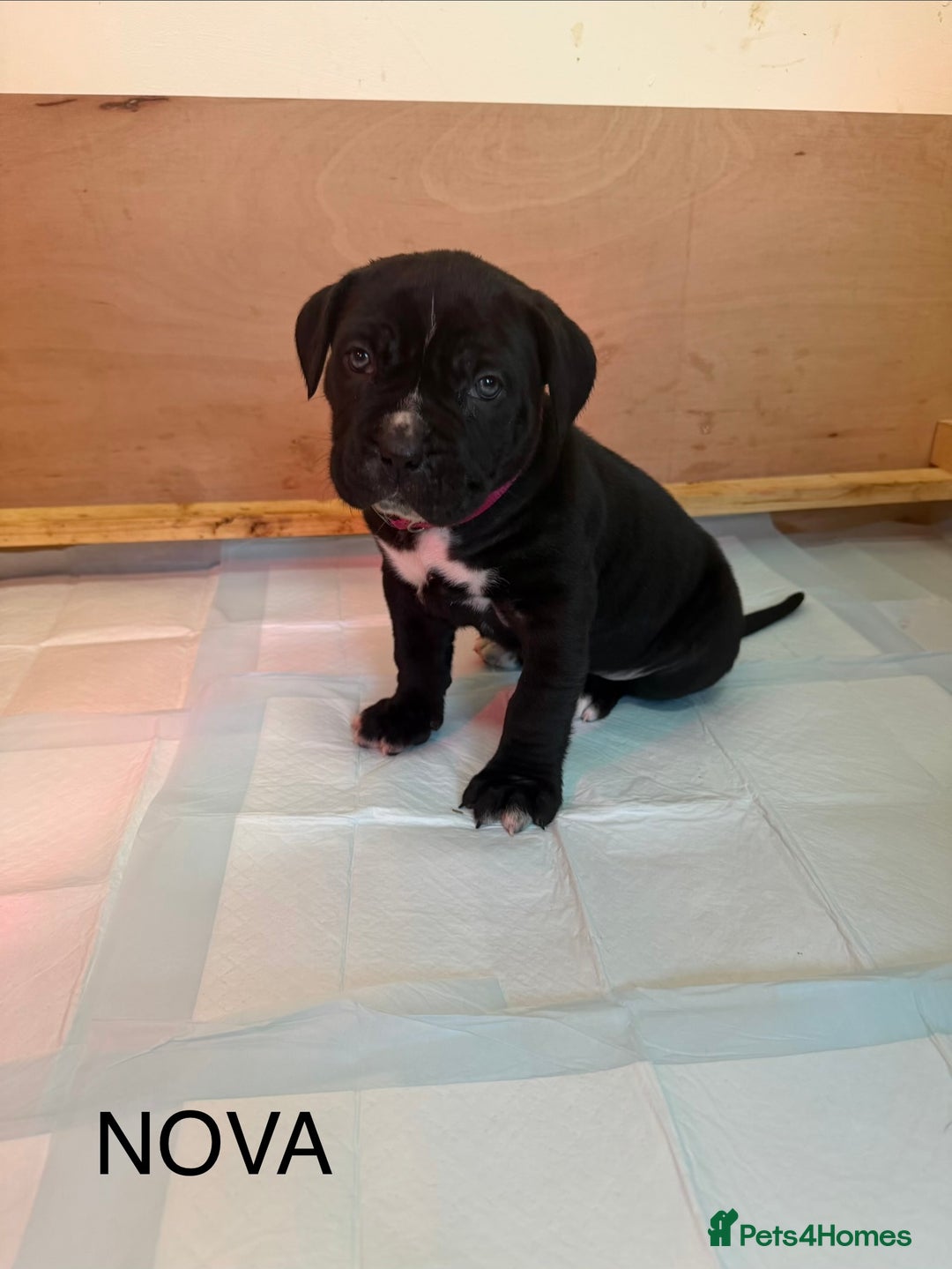 Cane Corso dogs for sale: *PRICE DROP* HUGE STUNNING FULL PEDIGREE FEMALES - Advert 15
