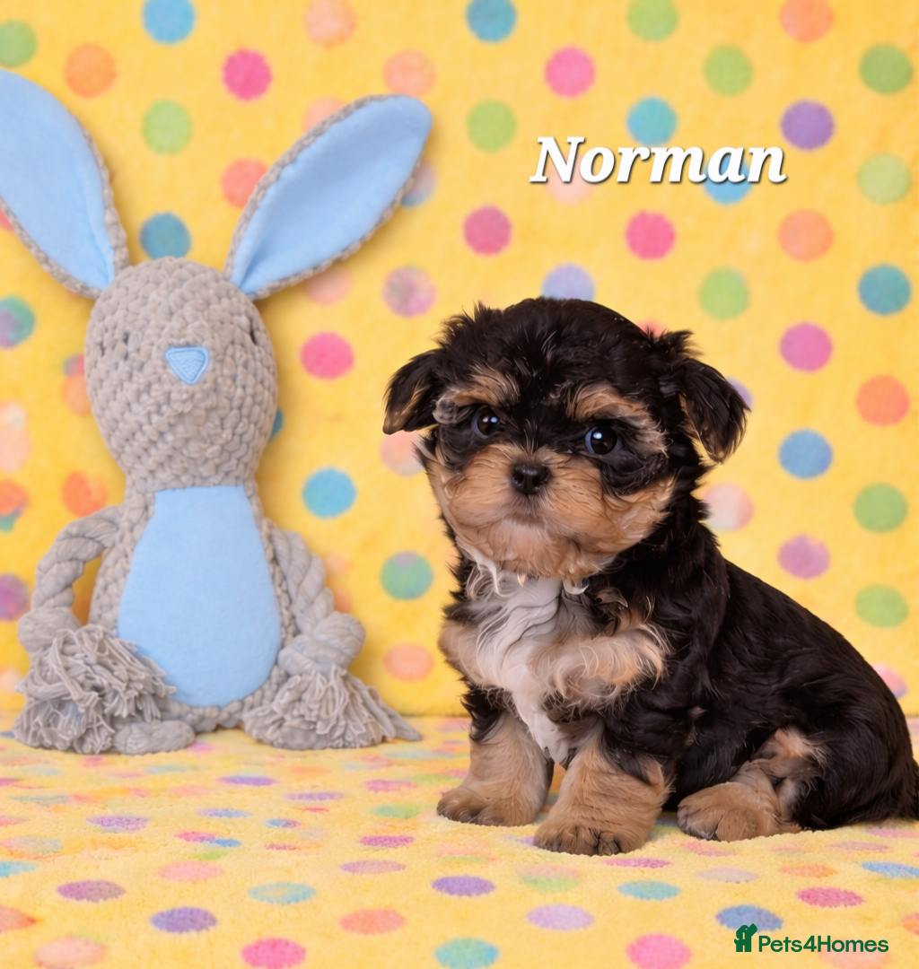 Yorkshire Terrier dogs 1 pup left  - Advert 17