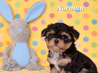 Yorkshire Terrier dogs 1 pup left - Advert 13