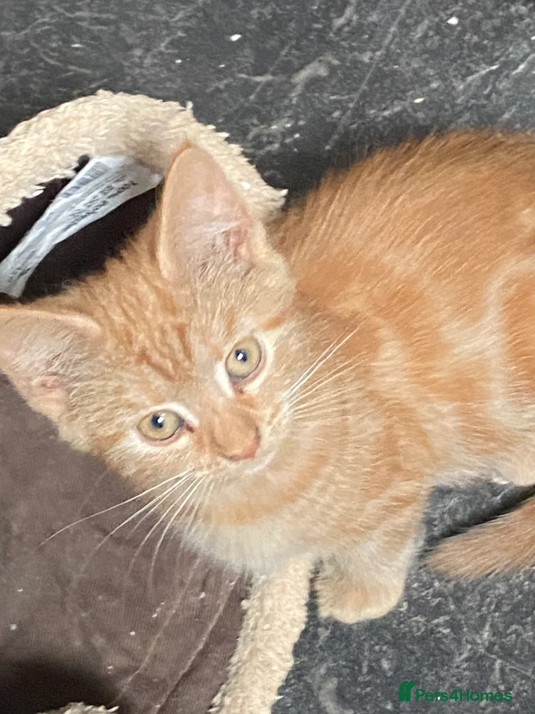 Mixed Breed cats for sale: Two Fluffy females - Advert 3