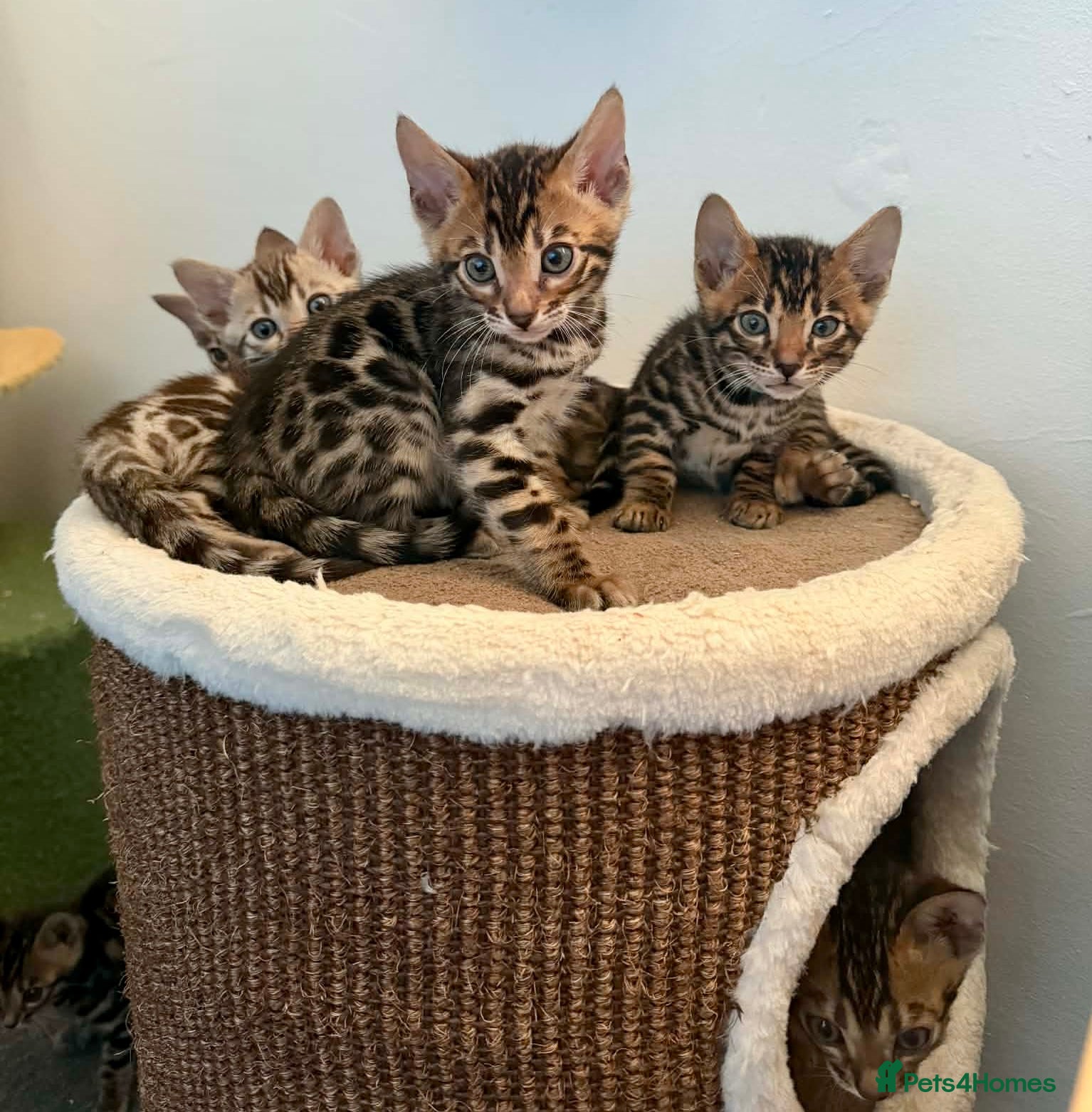 Bengal cats Exotic Bengal kittens TICA pedigree top quality  - Advert 10