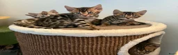 Bengal cats for sale: Exotic Bengal kittens TICA pedigree top quality  - Advert 9