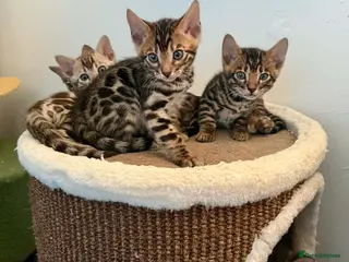 Bengal cats Exotic Bengal kittens TICA pedigree top quality - Advert 10