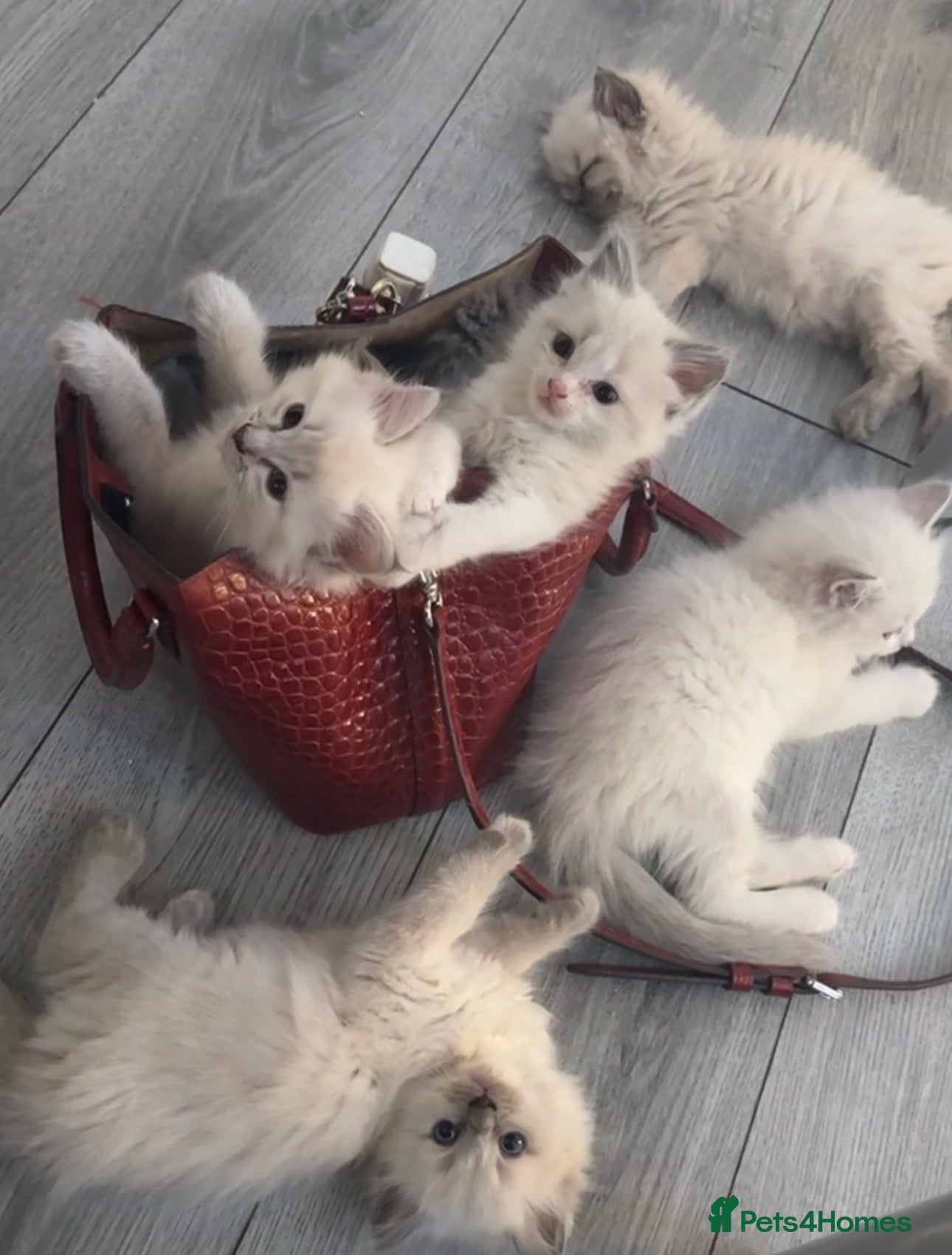 Ragdoll cats for sale: Ragdoll kittens - Advert 1