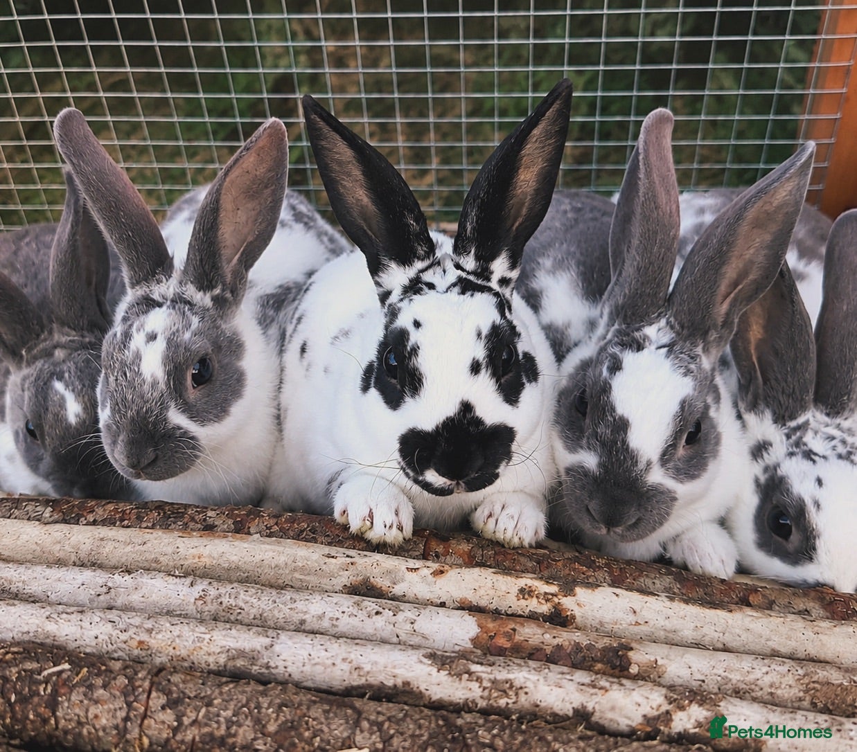 Rex rabbits READY TO LEAVE - Pedigree mini Rex - vaccinated  - Advert 1