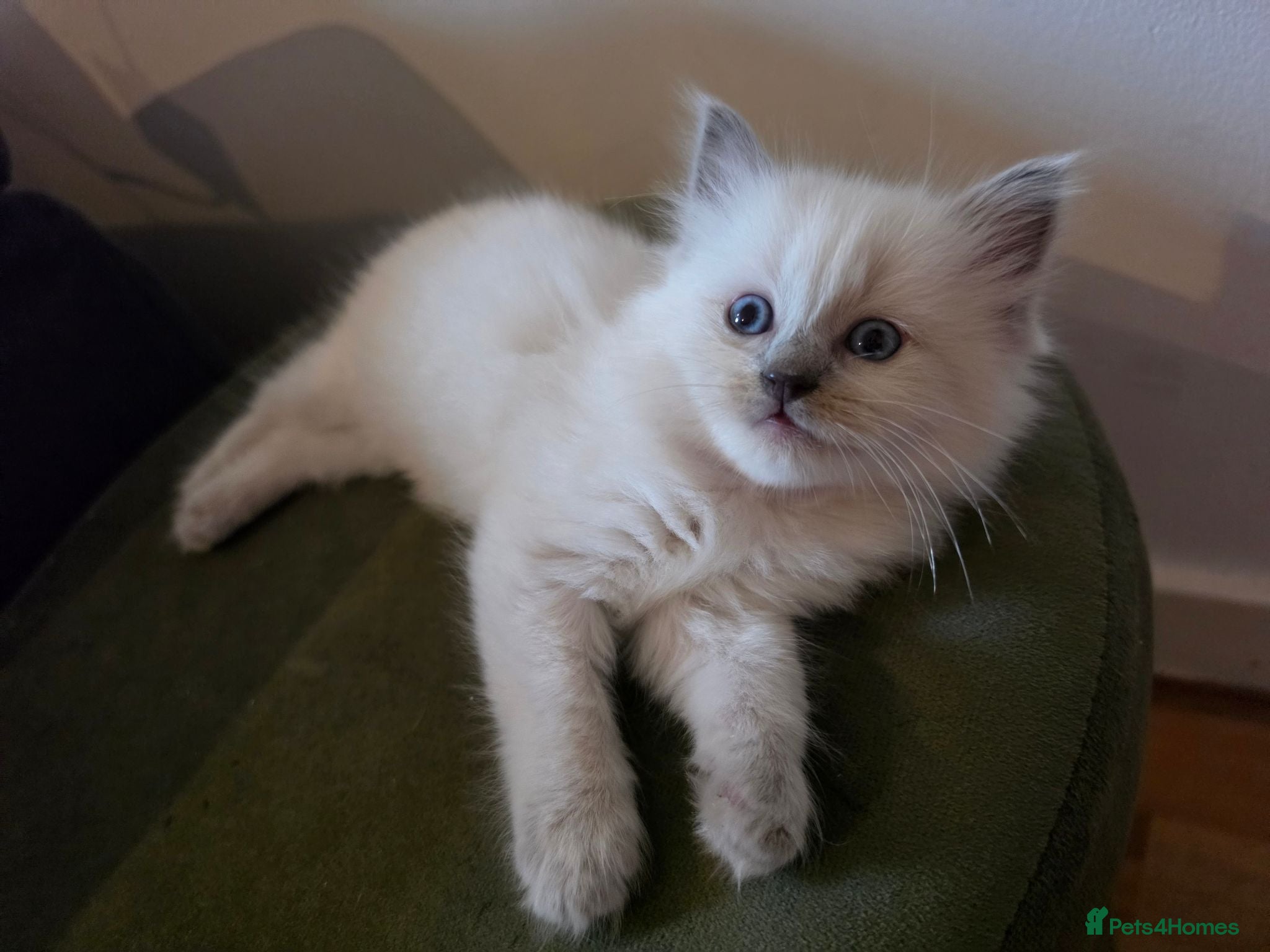 Mixed Breed cats Ragdoll x - Advert 1