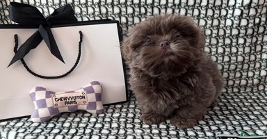 Shih Tzu dogs - Advert 6