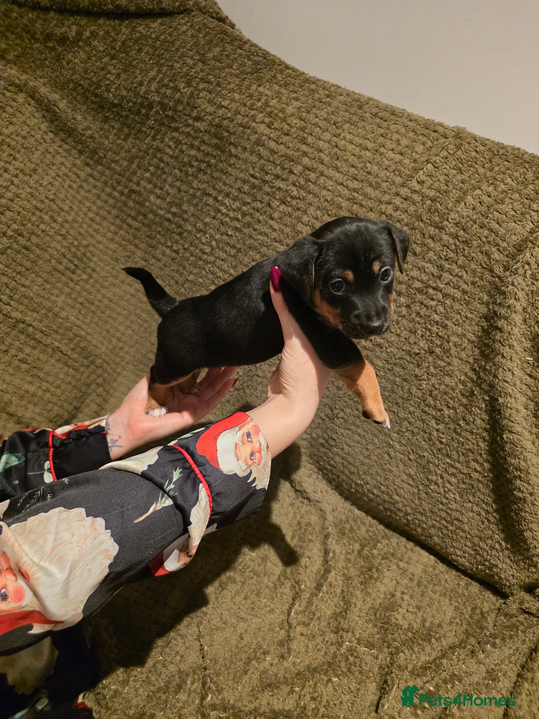 Jack Russell dogs for sale: Gorgeous Chunky Jack Russell Pups for sale - Advert 7