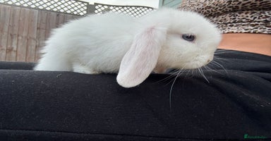 Mini Lop rabbits - Advert 10