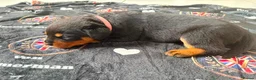 Rottweiler dogs for sale: WORLD CHAMPION CHUNKY ROTTWEILERS  - Advert 11