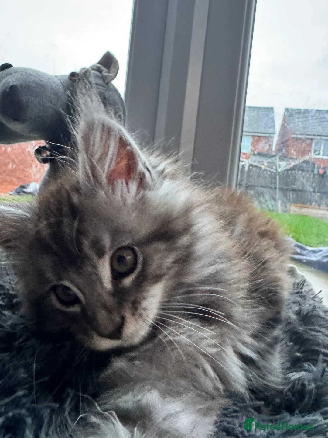Maine Coon cats for sale: 3 Energetic and Loving Mainecoones - Advert 1
