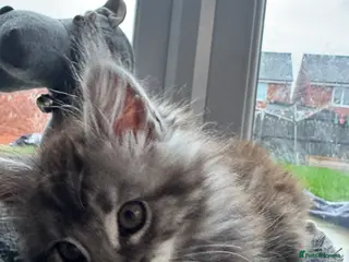 Maine Coon cats 3 Energetic and Loving Mainecoones - Advert 3