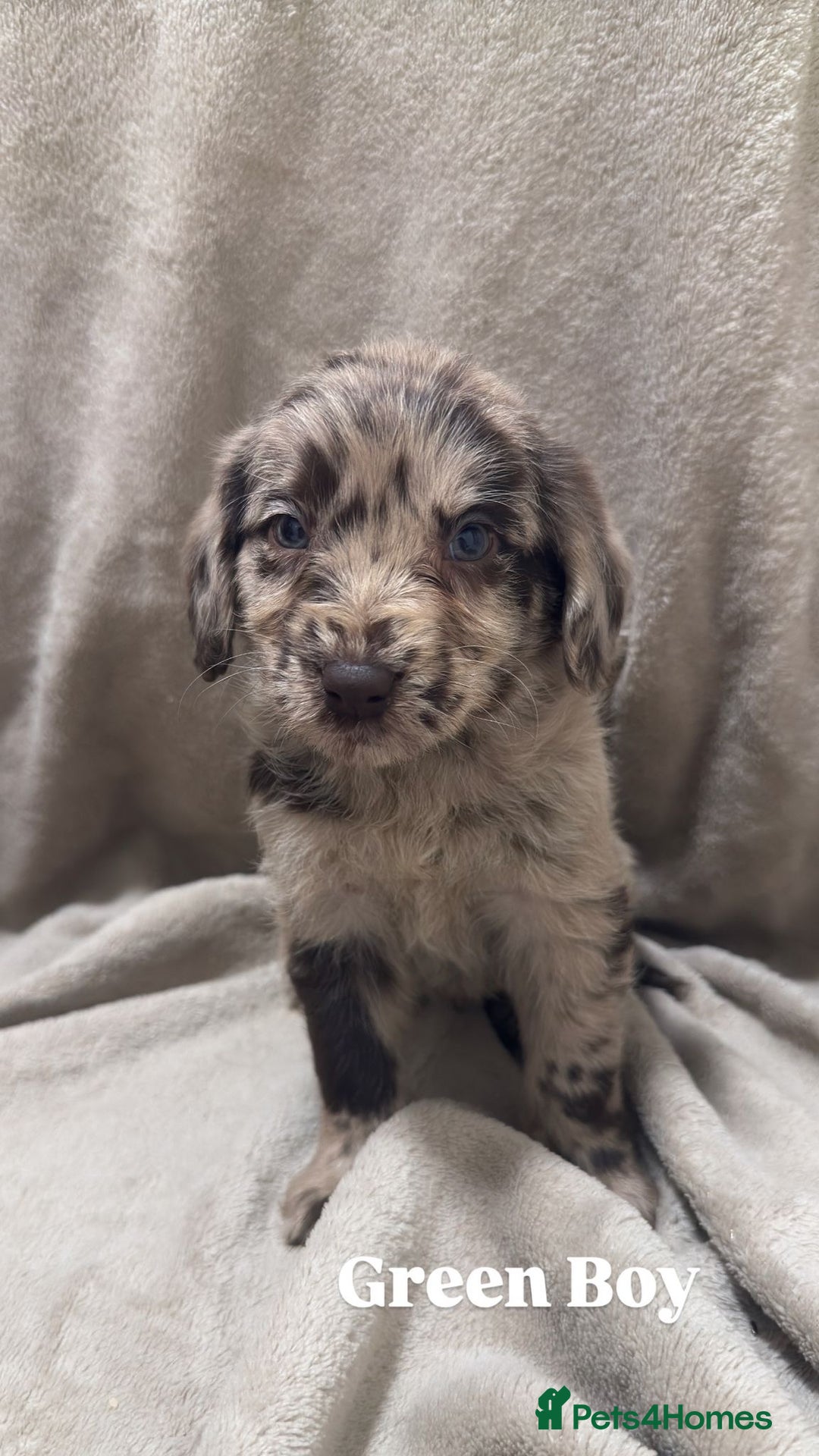 Labradoodle dogs for sale: Labradoodle Puppies (Miniature)  - Advert 5