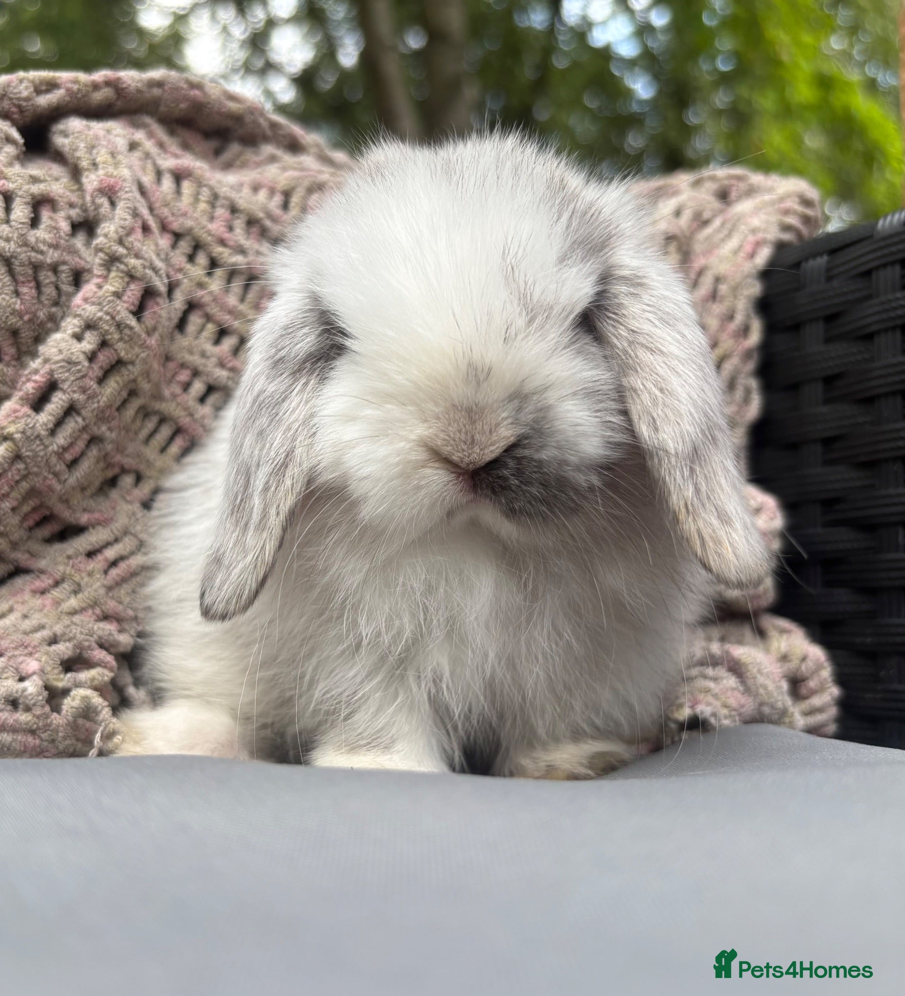 Mini Lop rabbits Pedigreed pure bred mini lops  - Advert 11