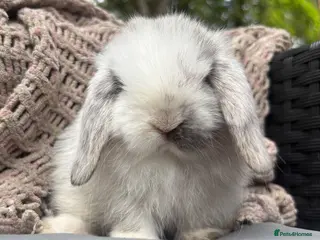 Mini Lop rabbits Pedigreed pure bred mini lops - Advert 11