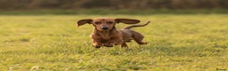 Miniature Dachshund dogs for stud: Kc reg pra clear shaded red mini smooth  - Advert 3