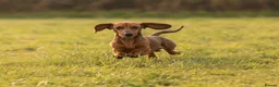 Miniature Dachshund dogs for stud: Kc reg pra clear shaded red mini smooth  - Advert 3