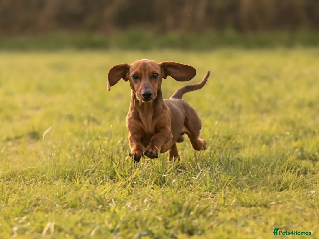 Miniature Dachshund dogs for stud: Kc reg pra clear shaded red mini smooth  - Advert 3