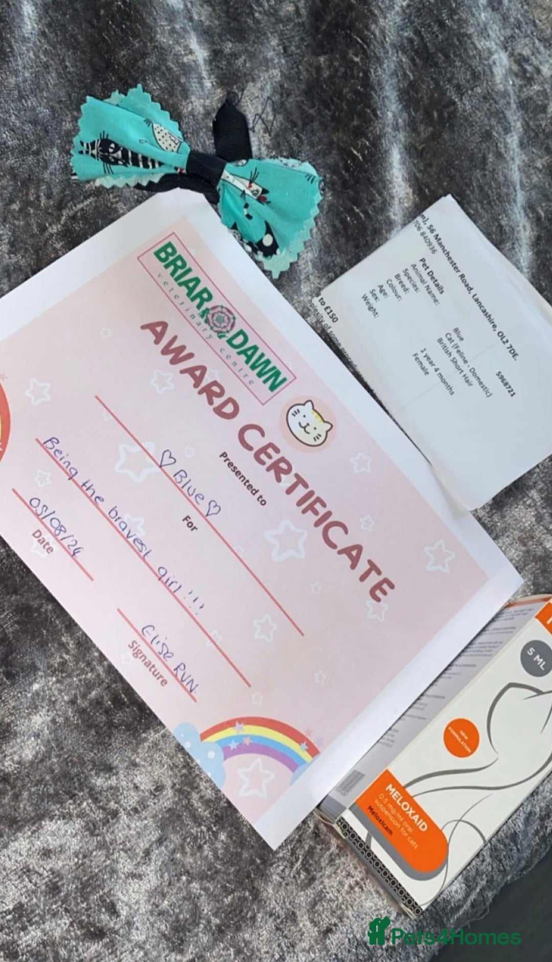 British Shorthair cats for sale: 🐱Blue&Felix- Bonded brother & Sister💛 - Advert 11