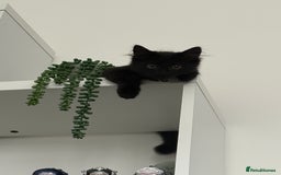 British Shorthair cats for sale: 2 Beautiful kittens  - Advert 3