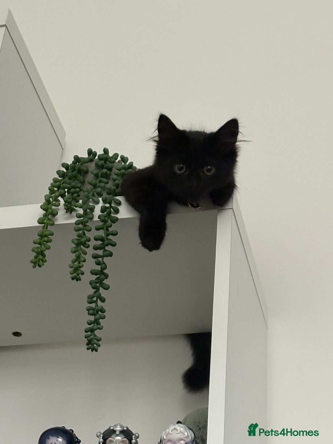 British Shorthair cats for sale: 2 Beautiful kittens  - Advert 3