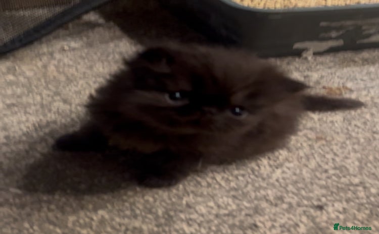 Persian cats - Advert 6