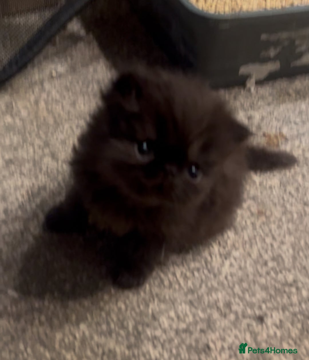 Persian cats for sale: REDUCED Champion Line Black Persians.  - Image 1