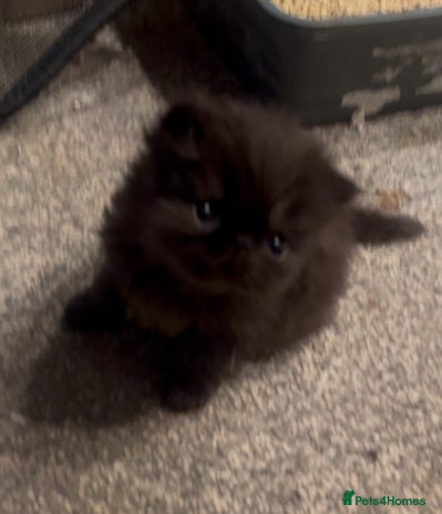 Persian cats - Advert 4