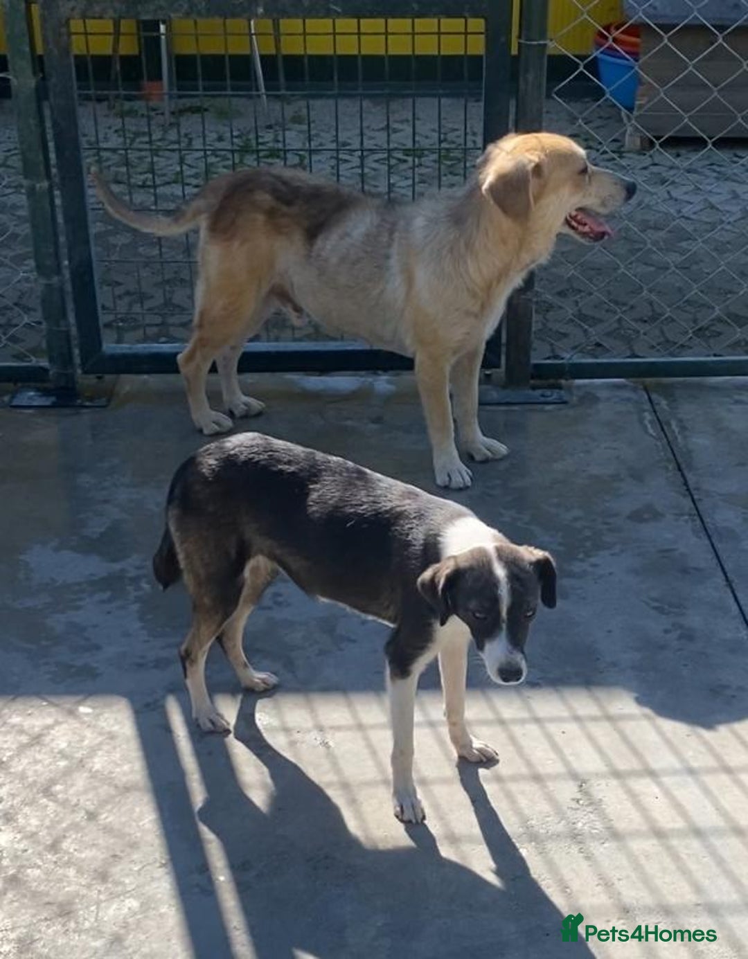 Mixed Breed dogs for adoption: Kaia, 1.5 yrs approx. Available for adoption. - Advert 8