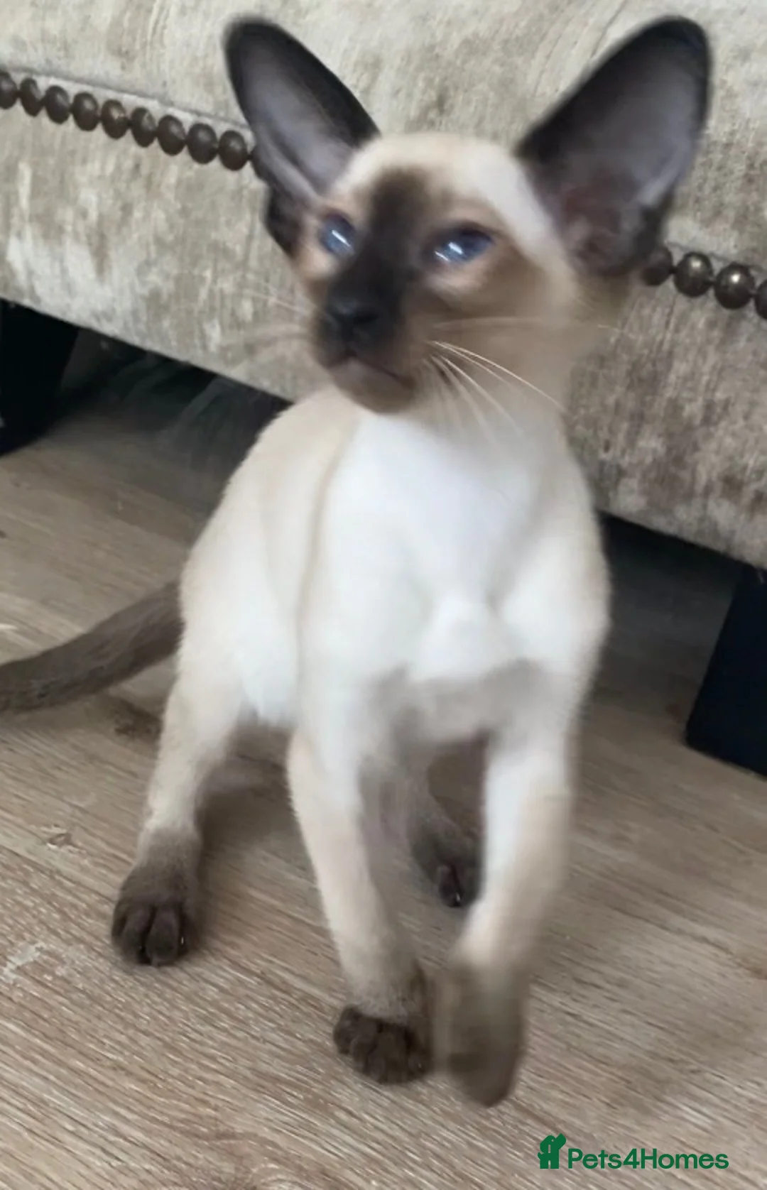 Siamese cats for sale: Chocolate point oriental  - Advert 2