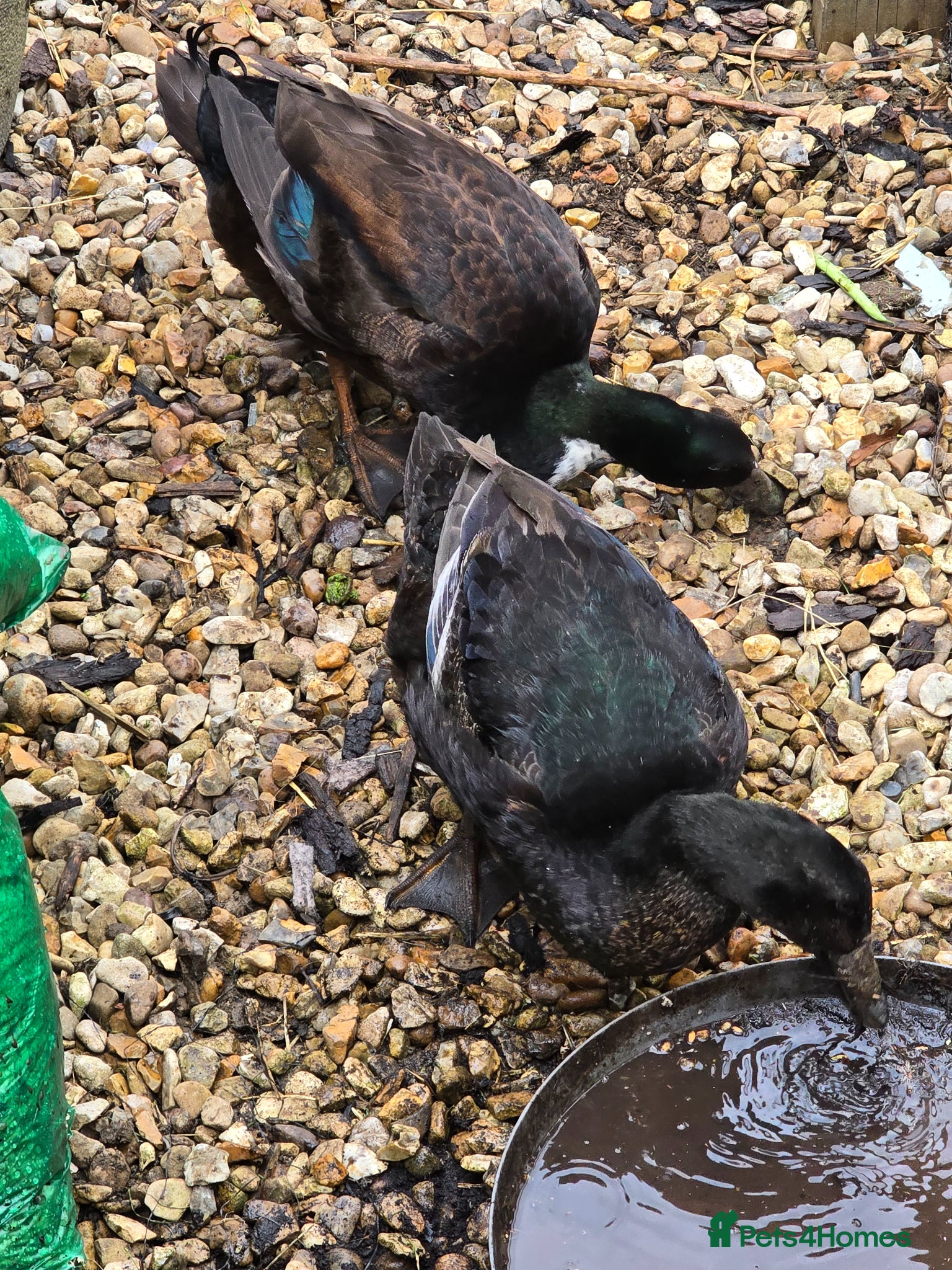 Ducks poultry Lovely mating pair - Advert 2