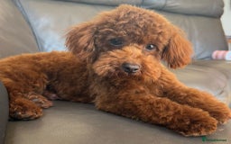 Maltipoo dogs for sale: BEAUTIFUL MALTIPOO F1 BOYS AVAILABLE  - Image 13