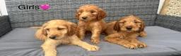 Goldendoodle dogs for sale: 🐾7 beautiful goldendoodles ready now🐾 - Advert 6