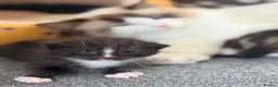 Ragdoll cats for sale: Beautiful Ragdoll cross kittens  - Advert 17