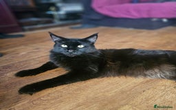 Maine Coon cats for stud: Simba and Tiger  - Image 2