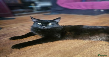 Maine Coon cats - Advert 9