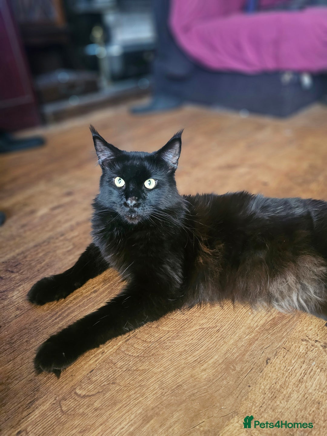 Maine Coon cats for stud: Simba and Tiger  - Image 2