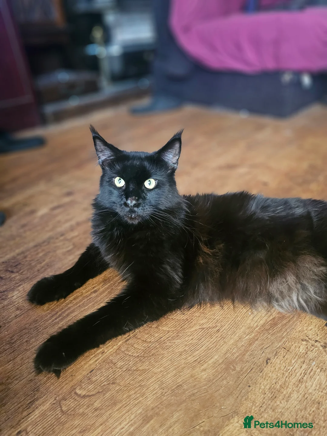 Maine Coon cats for stud: Simba and Tiger  - Advert 2