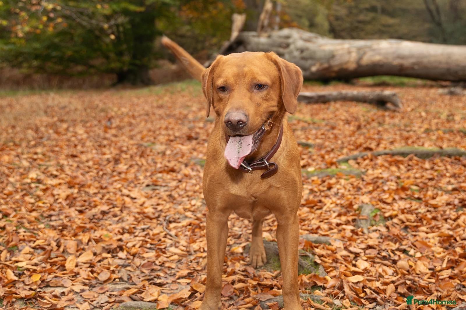 Labrador Retriever dogs Stud for sale  - Advert 3