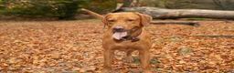 Labrador Retriever dogs for stud: Stud for sale  in London - Advert 1