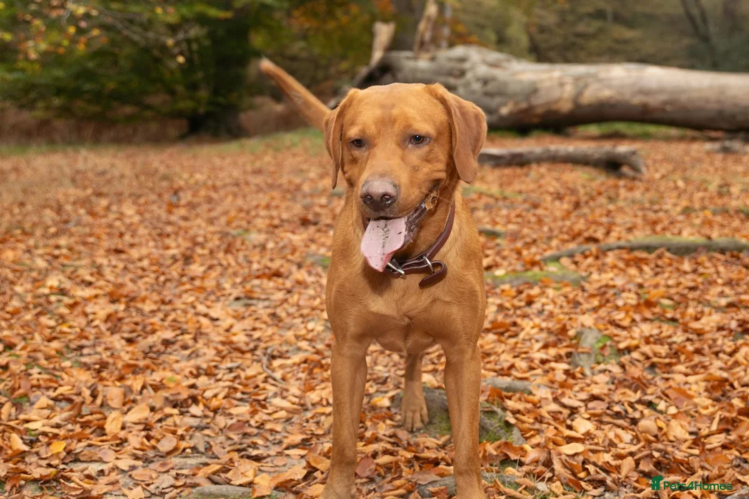 Labrador Retriever dogs for stud: Stud for sale  in London - Advert 1