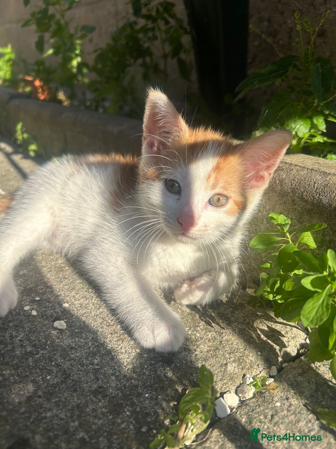 Mixed Breed cats for sale: Gorgeous kittens  - Image 7